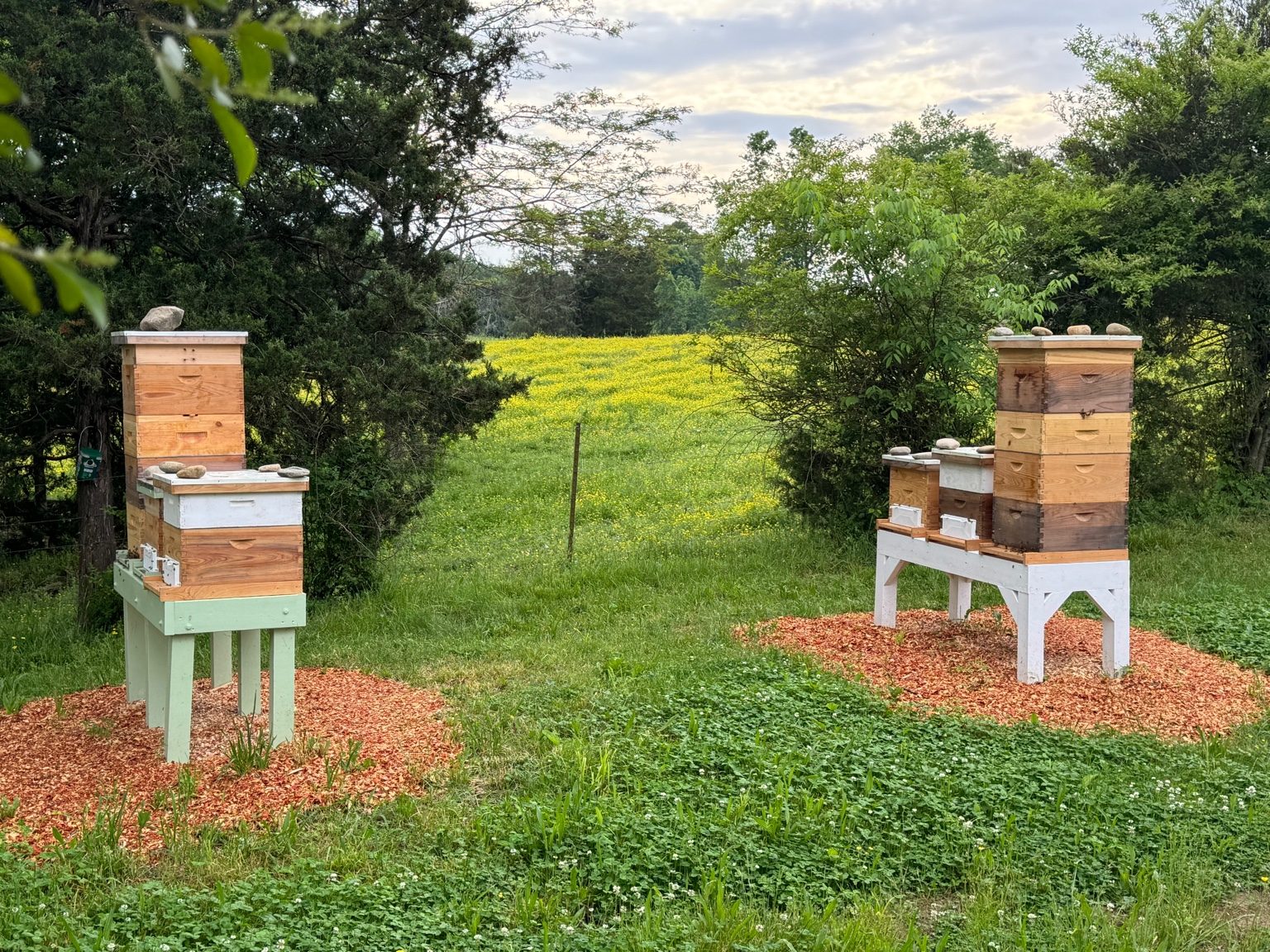 Bluecoat Bees apiary