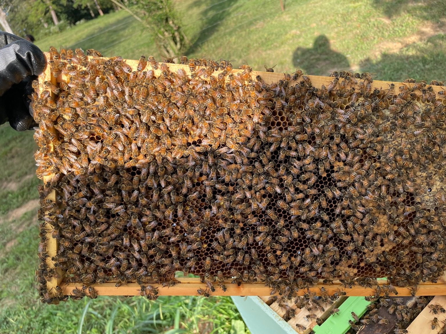 Bee frame close‑up